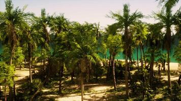 A beach surrounded by palm trees and a body of water video