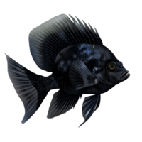 AI generated Grey Angelfish  isolated on transparent background  Generative AI png
