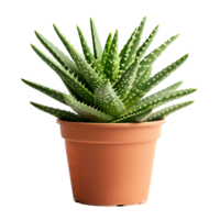 ai generiert Aloe vera Pflanze im ein Topf isoliert auf transparent Hintergrund generativ ai png