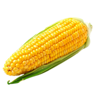 AI generated corn on the cob PNG. Corn vegetable top view isolated. Corn flat lay PNG. Organic vegetable png