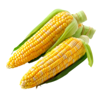 AI generated corn on the cob PNG. Corn vegetable top view isolated. Corn flat lay PNG. Organic vegetable png