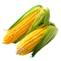 AI generated corn on the cob PNG. Corn vegetable top view isolated. Corn flat lay PNG. Organic vegetable png