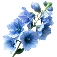 AI generated Delphinium flower PNG. Delphinium top view PNG. Delphinium flower flat lay isolated png