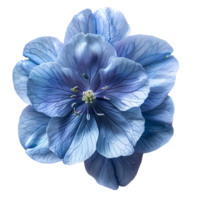 AI generated Delphinium flower PNG. Delphinium top view PNG. Delphinium flower flat lay isolated png