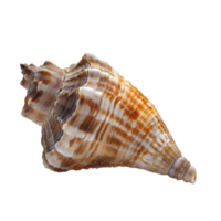 AI generated Seashell PNG. Sea shell isolated. Salt water shell PNG