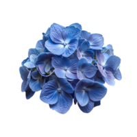 ai généré bleu hortensia fleur png. hortensia fleur isolé. hortensia Haut vue png. bleu fleur plat allonger png