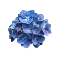 AI generated Blue Hydrangea flower PNG. Hydrangea flower isolated. Hydrangea top view PNG. Blue flower flat lay PNG