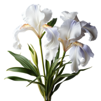 ai gerado branco íris flor png. branco íris flor florescendo. íris flor png. branco flor. gardênia odor png