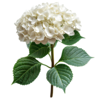 ai gerado branco hortênsia flor png. hortênsia flor isolado. hortênsia topo Visão png. branco flor plano deitar png