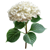 AI generated White Hydrangea flower PNG. Hydrangea flower isolated. Hydrangea top view PNG. White flower flat lay PNG