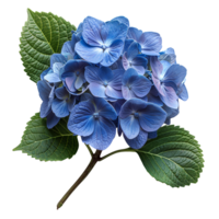 AI generated Blue Hydrangea flower PNG. Hydrangea flower isolated. Hydrangea top view PNG. Blue flower flat lay PNG