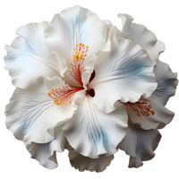 AI generated White iris flower PNG. White iris flower blooming. Iris flower PNG. White flower. Iris flower top view PNG. Iris flower flat lay PNG. Gardenia scent png