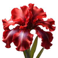 AI generated Red iris flower isolated on white background with shadow. Red iris flower blooming. Iris flower. Red flower. Gardenia scent png