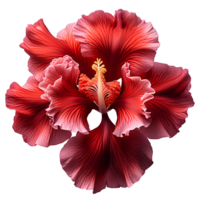 AI generated Red iris flower PNG. Red iris flower blooming. Iris flower PNG. Red flower. Iris flower top view PNG. Iris flower flat lay PNG. Gardenia scent png