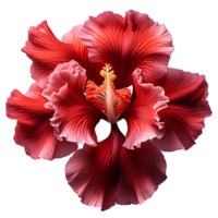 ai gerado vermelho íris flor png. vermelho íris flor florescendo. íris flor png. vermelho flor. íris flor topo Visão png. íris flor plano deitar png. gardênia odor png