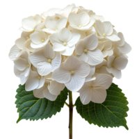 AI generated White Hydrangea flower PNG. Hydrangea flower isolated. Hydrangea top view PNG. White flower flat lay PNG