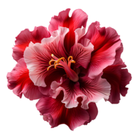 AI generated Red iris flower PNG. Red iris flower blooming. Iris flower PNG. Red flower. Iris flower top view PNG. Iris flower flat lay PNG. Gardenia scent png