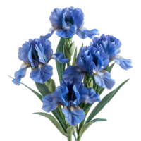ai gegenereerd Purper iris bloem png. Purper iris bloem gedurende zomertijd bloeien geïsoleerd. iris bloem top visie PNG