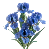 ai genererad lila iris blomma png. lila iris blomma under sommartid blomma isolerat. iris blomma topp se png