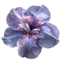 AI generated Purple Iris flower PNG. Purple Iris flower during summertime bloom isolated. Iris flower top view PNG