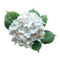 ai généré blanc hortensia fleur png. hortensia fleur isolé. hortensia Haut vue png. blanc fleur plat allonger png