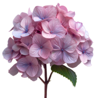 ai gegenereerd roze hortensia bloem png. hortensia bloem geïsoleerd. hortensia top visie png. roze bloem vlak leggen PNG