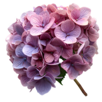 AI generated Pink Hydrangea flower PNG. Hydrangea flower isolated. Hydrangea top view PNG. Pink flower flat lay PNG