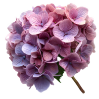 ai generiert Rosa Hortensie Blume png. Hortensie Blume isoliert. Hortensie oben Aussicht png. Rosa Blume eben legen png