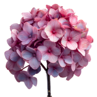 ai généré rose hortensia fleur png. hortensia fleur isolé. hortensia Haut vue png. rose fleur plat allonger png