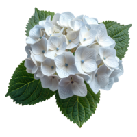 ai generato bianca ortensia fiore png. ortensia fiore isolato. ortensia superiore Visualizza png. bianca fiore piatto posare png