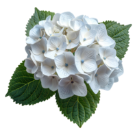 AI generated White Hydrangea flower PNG. Hydrangea flower isolated. Hydrangea top view PNG. White flower flat lay PNG