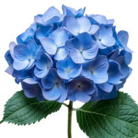 AI generated Blue Hydrangea flower PNG. Hydrangea flower isolated. Hydrangea top view PNG. Blue flower flat lay PNG