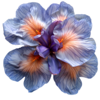 AI generated Purple Iris flower PNG. Purple Iris flower during summertime bloom isolated. Iris flower top view PNG