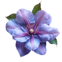 ai généré clématite fleur png. clématite isolé. violet fleur Haut vue png. clématite fleur plat allonger png. heure d'été Floraison png