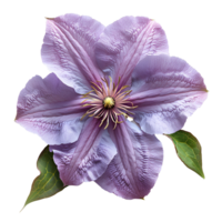 ai genererad clematis blomma png. clematis isolerat. lila blomma topp se png. clematis blomma platt lägga png. sommartid blomma png