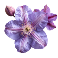 ai genererad clematis blomma png. clematis isolerat. lila blomma topp se png. clematis blomma platt lägga png. sommartid blomma png