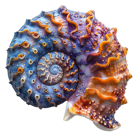 ai généré coloré coquillage png. mer coquille isolé. coloré sel l'eau coquillage Haut vue png. coquillage plat allonger png