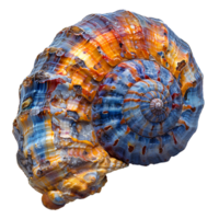 ai généré coloré coquillage png. mer coquille isolé. coloré sel l'eau coquillage Haut vue png. coquillage plat allonger png