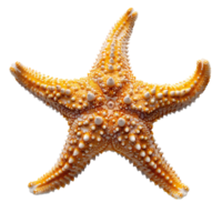 AI generated Starfish PNG. Sea star isolated. Starfish top view PNG. Sea star flat lay PNG. Ocean star PNG