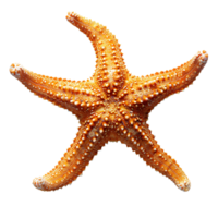 ai generato stella marina png. mare stella isolato. stella marina superiore Visualizza png. mare stella piatto posare png. oceano stella png