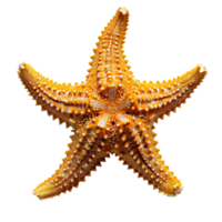 AI generated Starfish PNG. Sea star isolated. Starfish top view PNG. Sea star flat lay PNG. Ocean star PNG