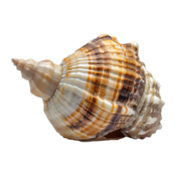 ai généré coquillage png. mer coquille isolé. sel l'eau coquille png