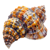 ai generato colorato conchiglia png. mare conchiglia isolato. colorato sale acqua conchiglia superiore Visualizza png. conchiglia piatto posare png