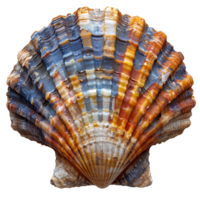 AI generated Colorful seashell PNG. Sea shell isolated. Colorful salt water seashell top view PNG. Seashell flat lay PNG