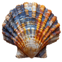 ai généré coloré coquillage png. mer coquille isolé. coloré sel l'eau coquillage Haut vue png. coquillage plat allonger png