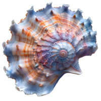 AI generated Colorful seashell PNG. Sea shell isolated. Colorful salt water seashell top view PNG. Seashell flat lay PNG