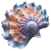 ai généré coloré coquillage png. mer coquille isolé. coloré sel l'eau coquillage Haut vue png. coquillage plat allonger png