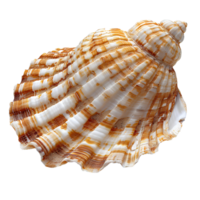 AI generated Seashell PNG. Sea shell isolated. Salt water shell PNG. Seashell top view PNG. Sea shell flat lay isolated png