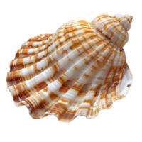 ai généré coquillage png. mer coquille isolé. sel l'eau coquille png. coquillage Haut vue png. mer coquille plat allonger isolé png