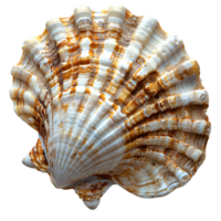 ai généré coquillage png. mer coquille isolé. sel l'eau coquille png. coquillage Haut vue png. mer coquille plat allonger isolé png